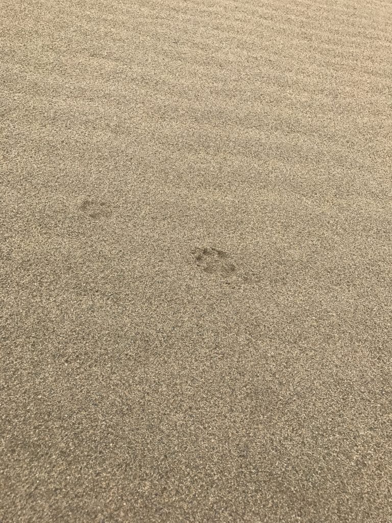 砂丘に残る足跡